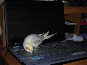 Photobucket Photobucket