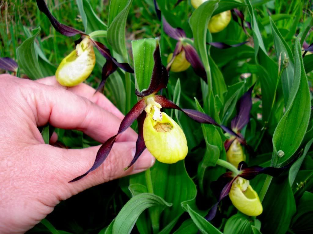 Cypripedium calceolus May 3, 09