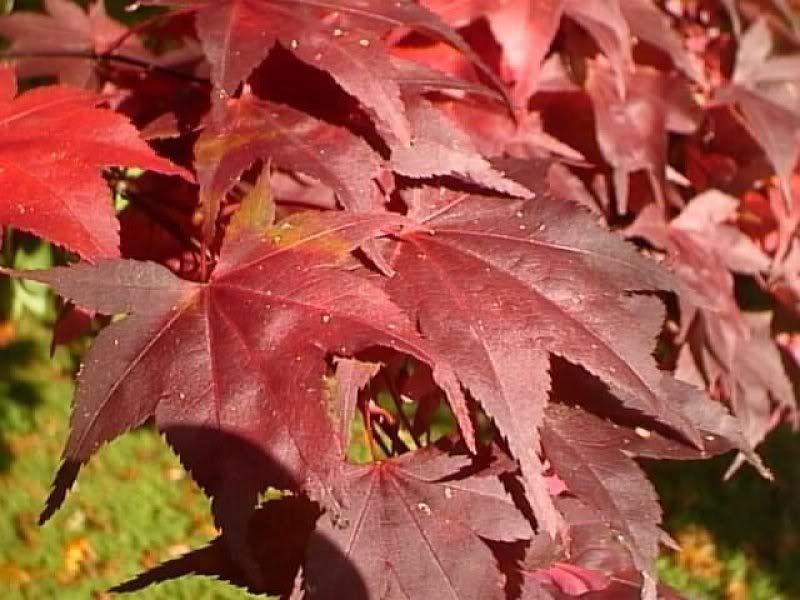 Maple leaf fall color