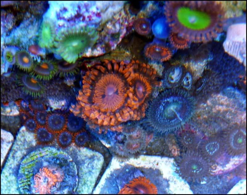 3 14 - Zoa/Paly eye candy thread