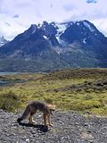 Uyuz hayvan gri tilki - Torres del Paine (Sili)