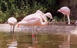 Şili'ye ozgu Pembe Flamingo - Hayvanat Bahcesi - Zoologica