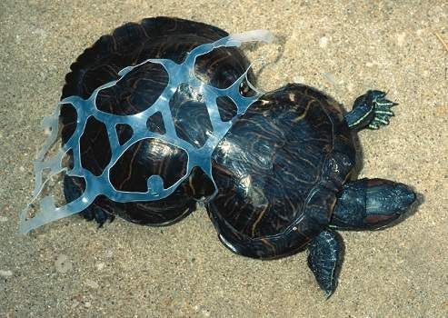 peanut-the-turtle1.jpg