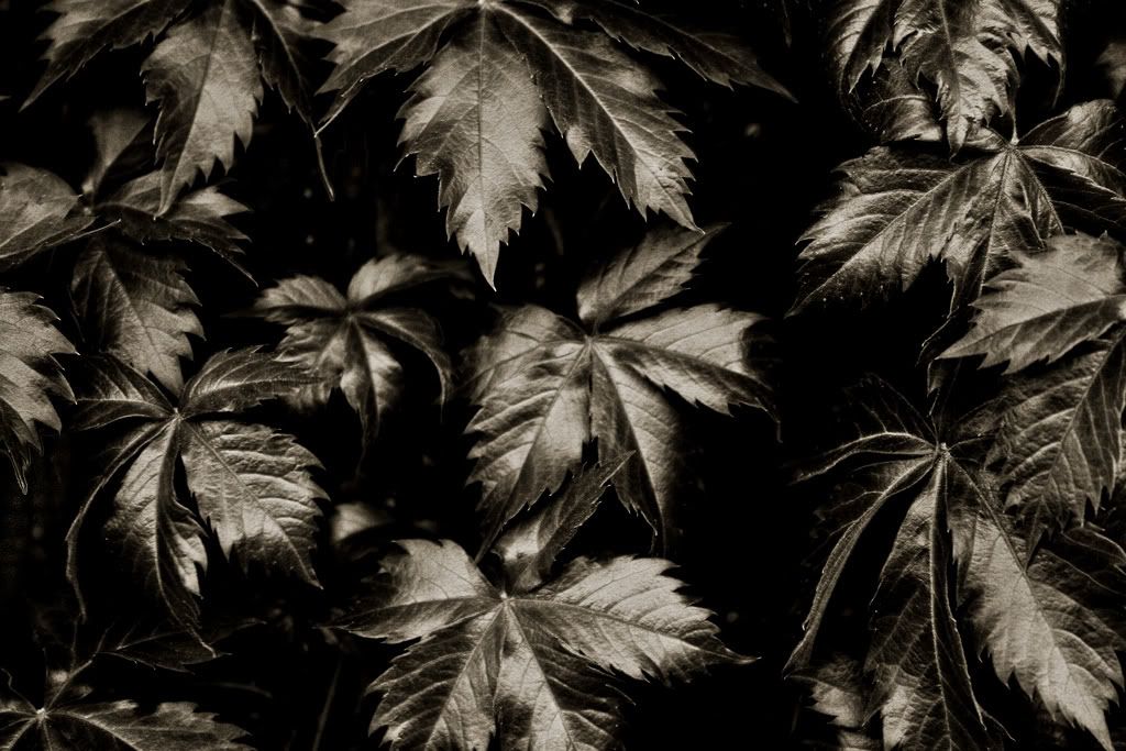 IMAGE: http://i128.photobucket.com/albums/p165/DANNY454/2453154705_b3f6297dc9_b.jpg