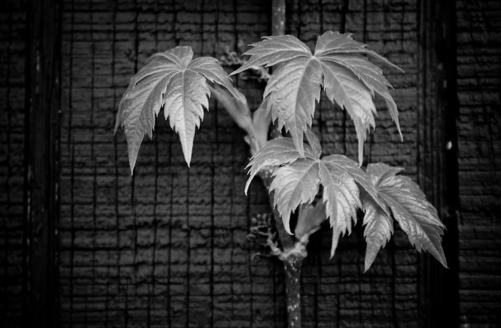 IMAGE: http://i128.photobucket.com/albums/p165/DANNY454/2453921156_96bc41e4f4_b.jpg