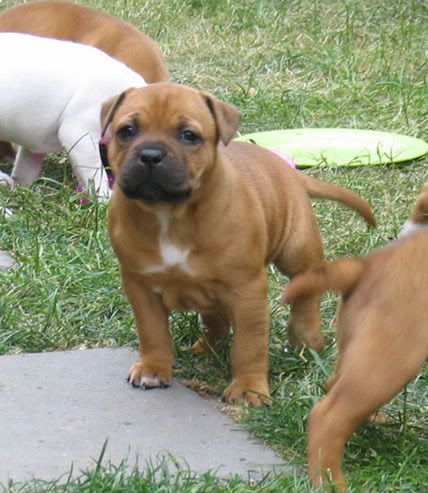 Baylie-5weeksold.jpg