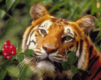 Animals Graphics TigerGraphics