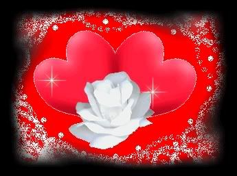 White rose with hearts
