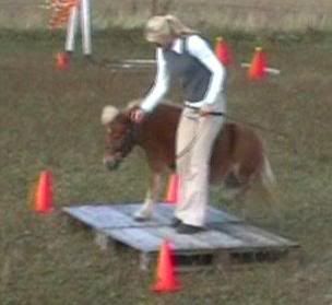 agility2.jpg