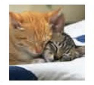 cats Pictures, Images and Photos