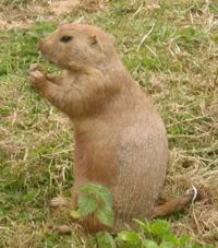 Prairie Dog