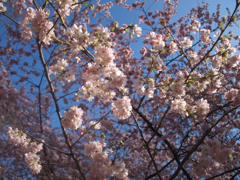 flowers sakura Pictures, Images and Photos