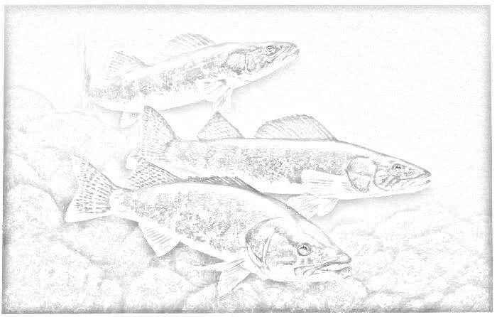 walleye coloring pages - photo #10