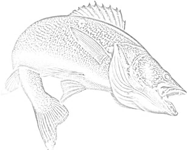 walleye coloring pages - photo #4