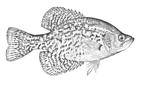 walleye coloring pages - photo #20