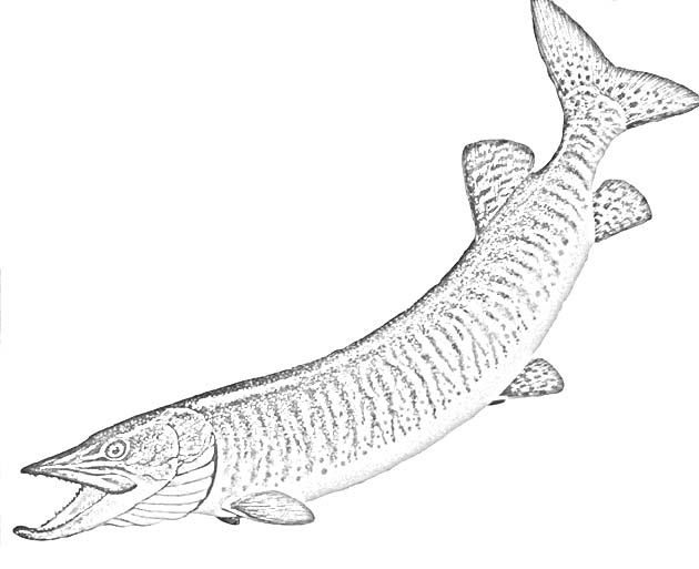 walleye coloring pages - photo #41