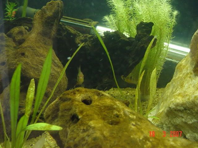 algae1.jpg