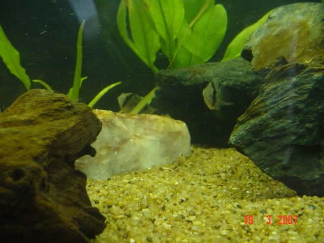 algae2.jpg