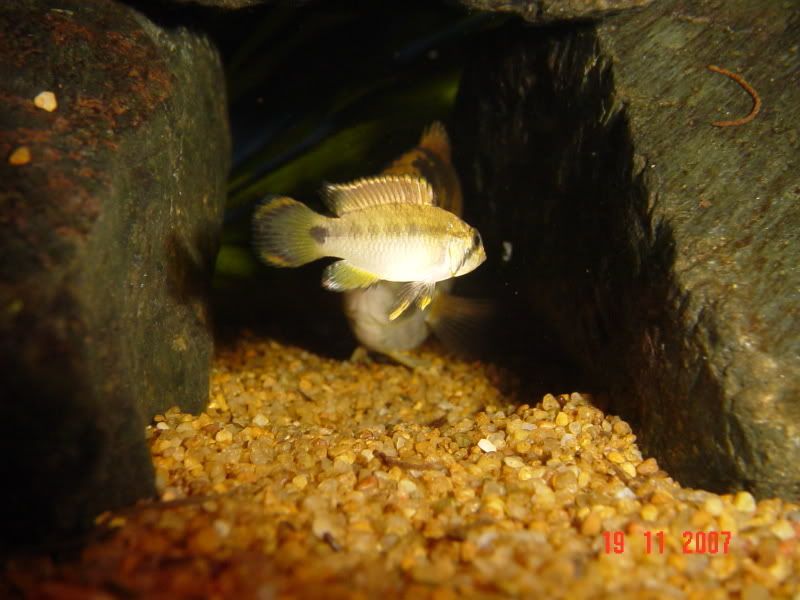 tank07017.jpg