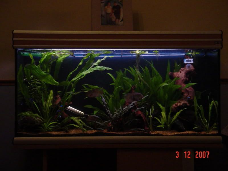 tank07032.jpg