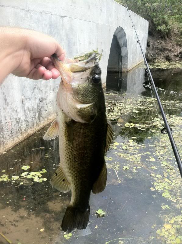 South Florida Lmb And Peacock Bass