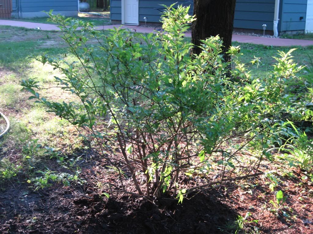 transplanted burning bush photo 004-2.jpg