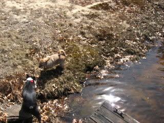 The doggies by the channel shore