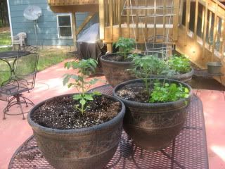 Newly planted tomato&amp; cilantro plants.