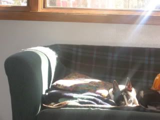 Sadie's Sunshine Spot