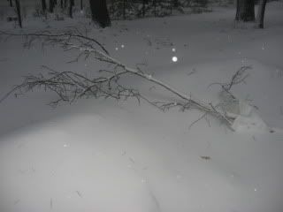 Fallen limb from 3/23/11 snowstorm