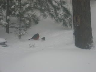 3/23/11 snowy robin