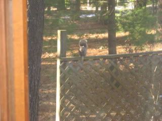 Here is another photo of the little red momma squirrel sitting on top of the fence, which is to the right of the maple tree she was in before.