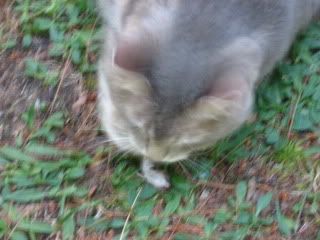 Taffy caught & ate a vole