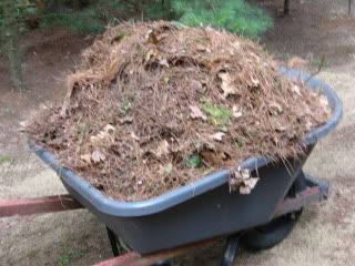 Pine needles, pinecones, &amp; oak leaves....