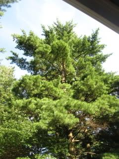 One of the front yard pines
