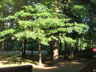 Front yard oak