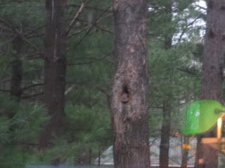 The little red momma squirrel in her home. This is right outside our dining room window. I can watch her everyday.