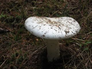 The white mushroom