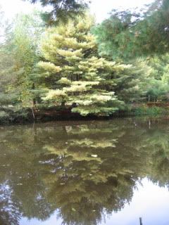 Pine across the channel from us