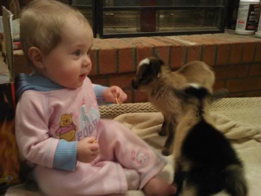 OK, Stop It!! - Goats