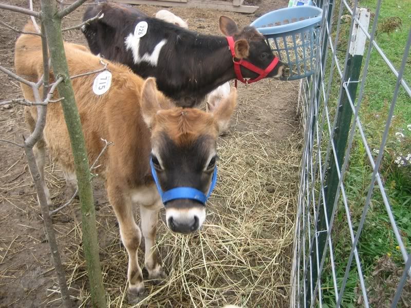 sale barn jersey calf - Cattle