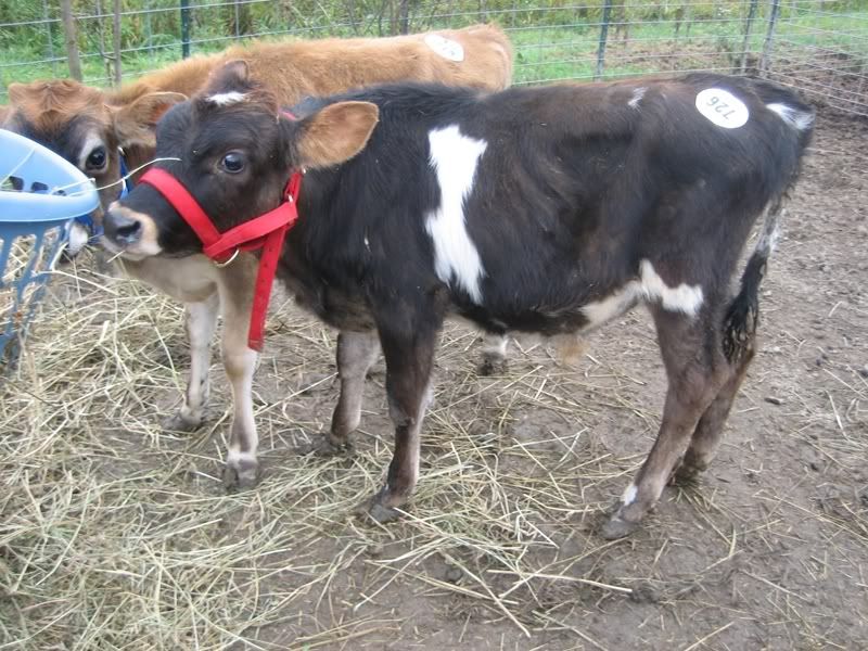 sale barn jersey calf - Cattle