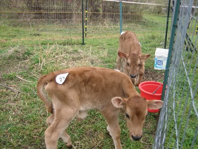 sale barn jersey calf - Cattle