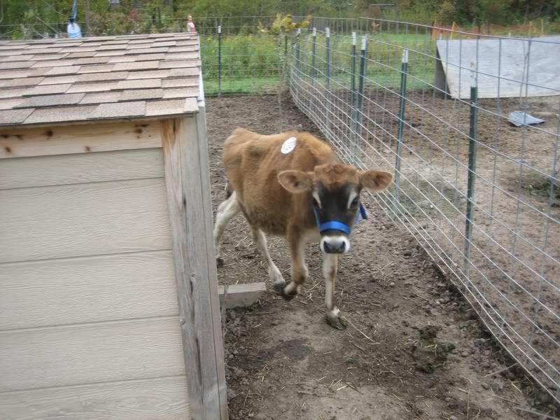 sale barn jersey calf - Cattle