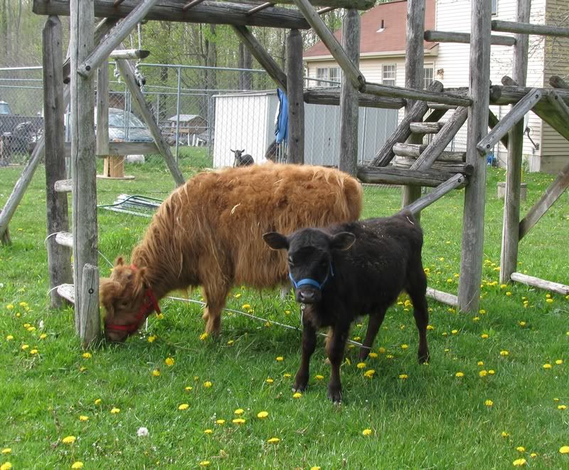 Mini Angus amount of feed for grass fed - Cattle