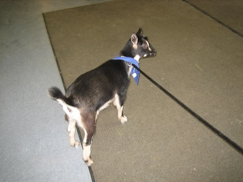 color changing goat - Goats