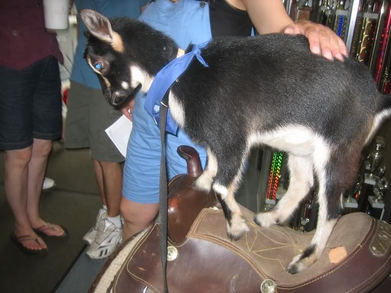 What is the strangest thing you have done w/ your goat? - Goats