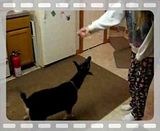 My smarty pants Dixie - Goats