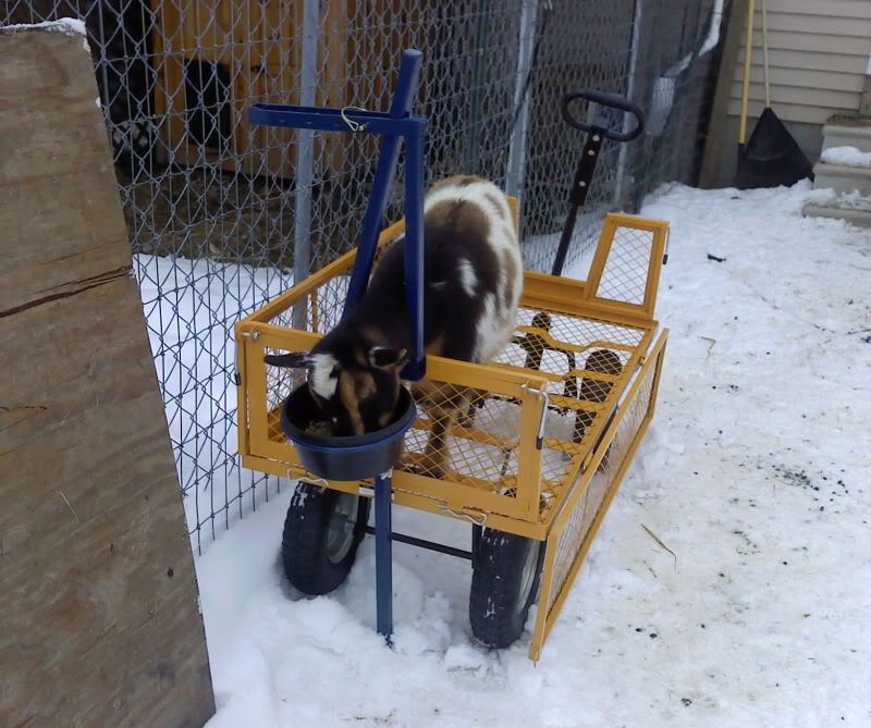 Northstar milkstand question - Goats