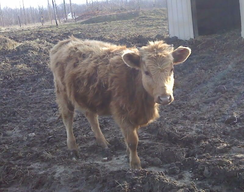 How old is this dexter? and when to breed. - Cattle